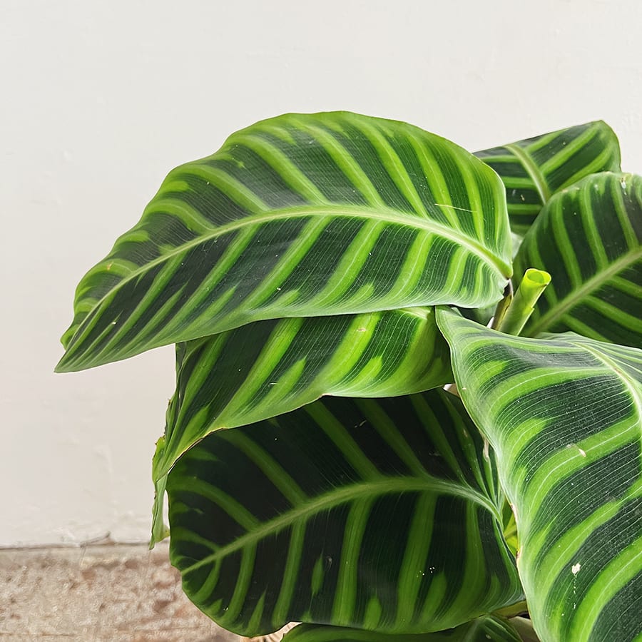 Calathea Zebrina - Imagen 3